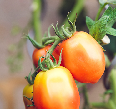 Fresh vegetables from Emunah Farms